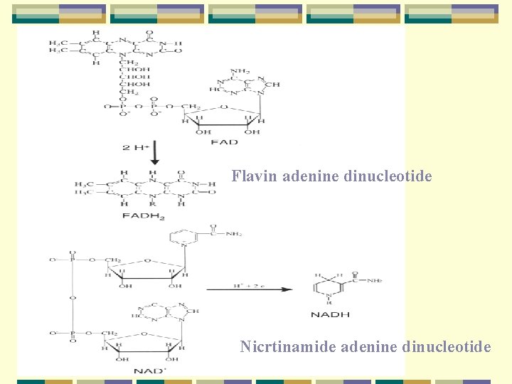 Flavin adenine dinucleotide Nicrtinamide adenine dinucleotide 