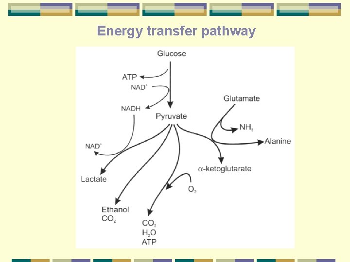 Energy transfer pathway 