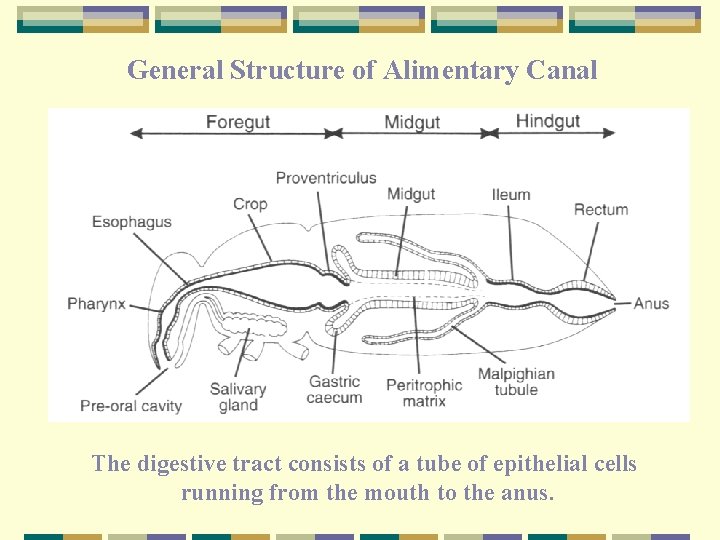 General Structure of Alimentary Canal The digestive tract consists of a tube of epithelial