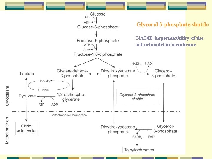 Glycerol 3 phosphate shuttle NADH impermeability of the mitochondrion membrane 