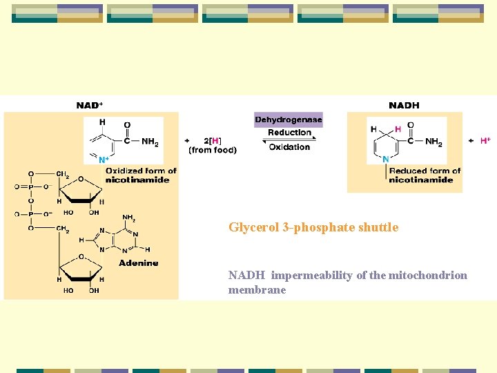 Glycerol 3 phosphate shuttle NADH impermeability of the mitochondrion membrane 