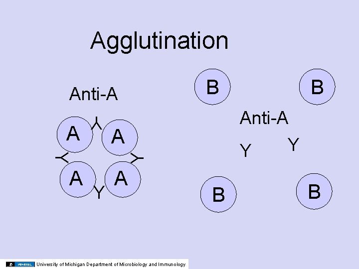 Agglutination B Anti-A Y A Anti-A Y Y A Y A University of Michigan