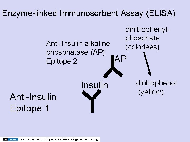 Enzyme-linked Immunosorbent Assay (ELISA) dinitrophenylphosphate (colorless) Anti-Insulin-alkaline phosphatase (AP) AP Epitope 2 Insulin Anti-Insulin