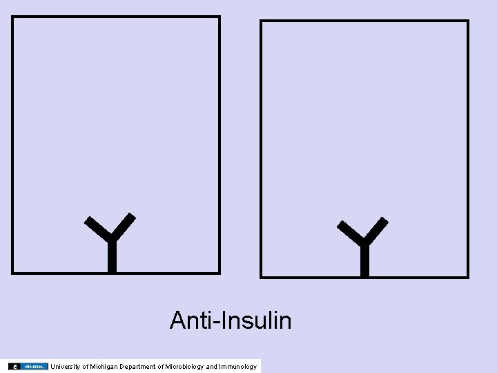 Anti-Insulin University of Michigan Department of Microbiology and Immunology 