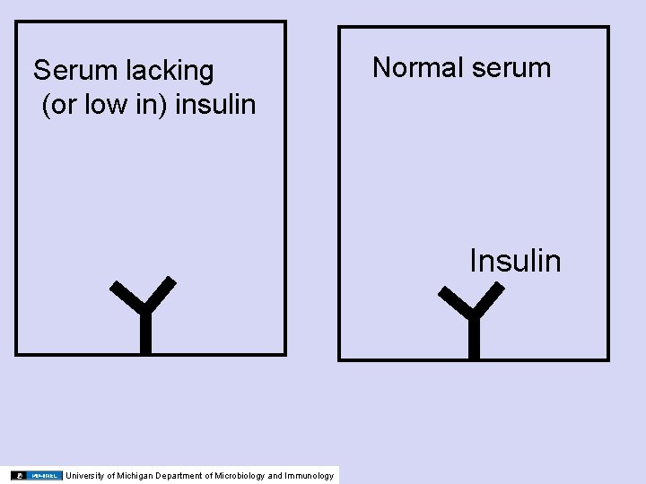 Serum lacking (or low in) insulin Normal serum Insulin University of Michigan Department of