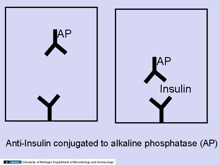 AP AP Insulin Anti-Insulin conjugated to alkaline phosphatase (AP) University of Michigan Department of