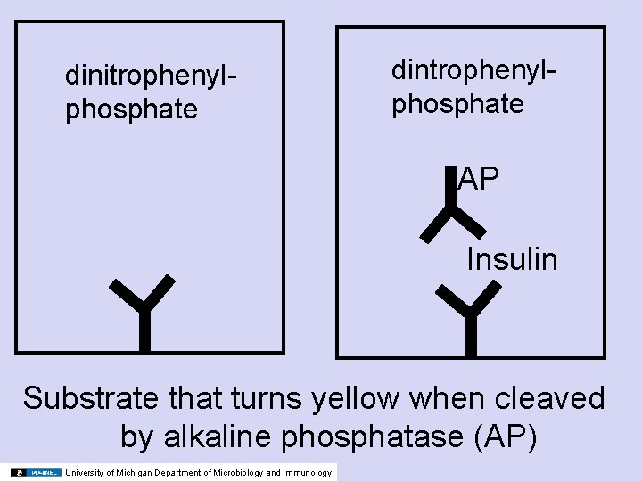 dinitrophenylphosphate dintrophenylphosphate AP Insulin Substrate that turns yellow when cleaved by alkaline phosphatase (AP)