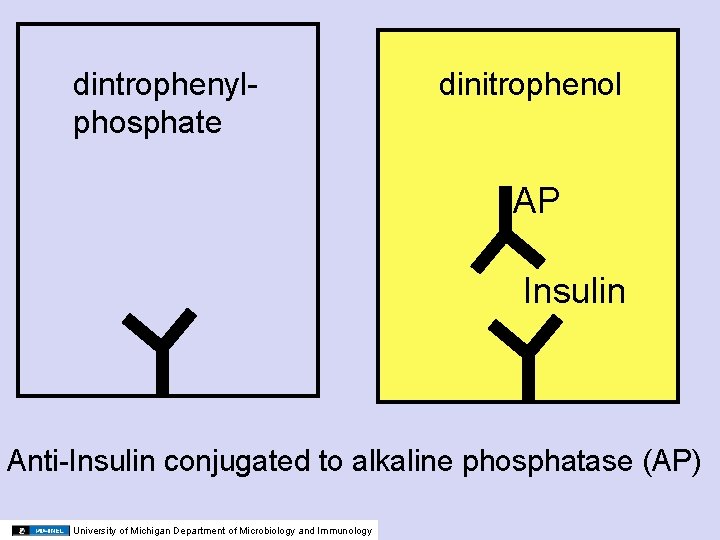 dintrophenylphosphate dinitrophenol AP Insulin Anti-Insulin conjugated to alkaline phosphatase (AP) University of Michigan Department