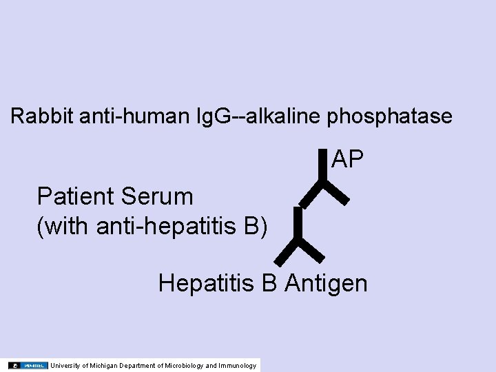 Rabbit anti-human Ig. G--alkaline phosphatase AP Patient Serum (with anti-hepatitis B) Hepatitis B Antigen