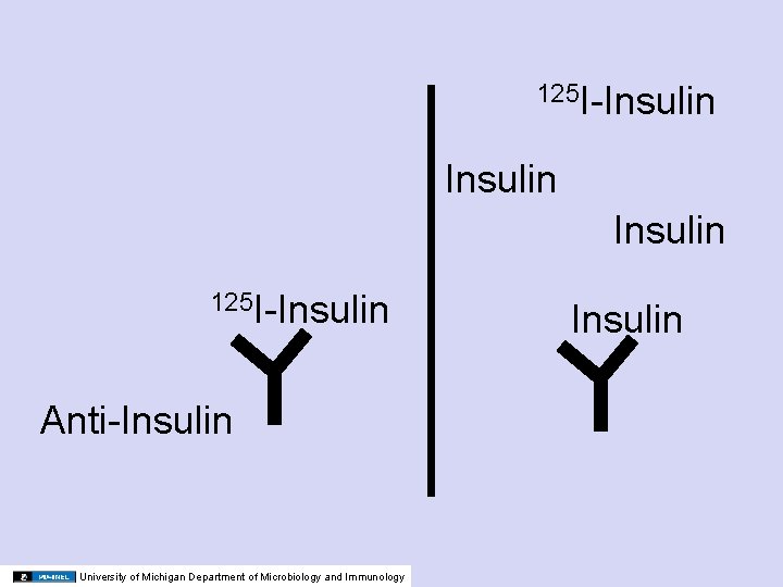 125 I-Insulin 125 I-Insulin Anti-Insulin University of Michigan Department of Microbiology and Immunology Insulin