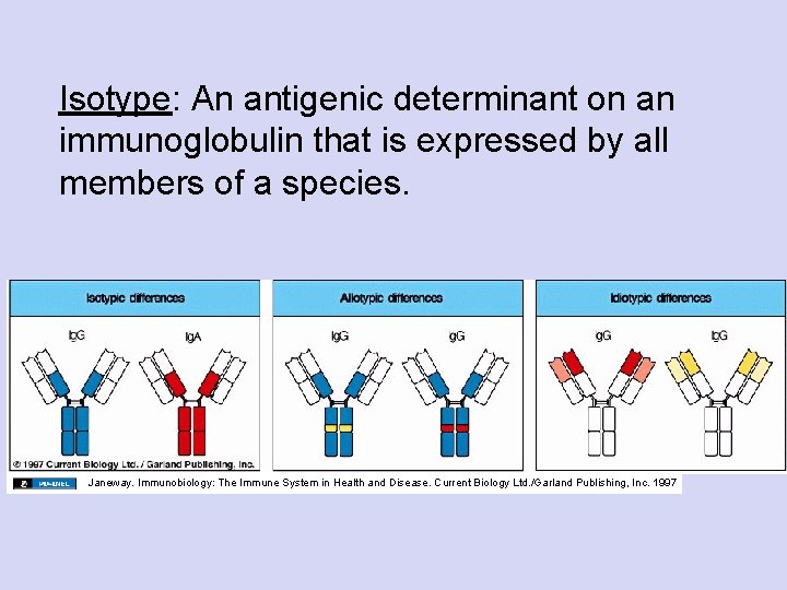 Isotype: An antigenic determinant on an immunoglobulin that is expressed by all members of