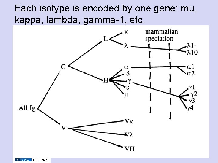 Each isotype is encoded by one gene: mu, kappa, lambda, gamma-1, etc. W. Dunnick