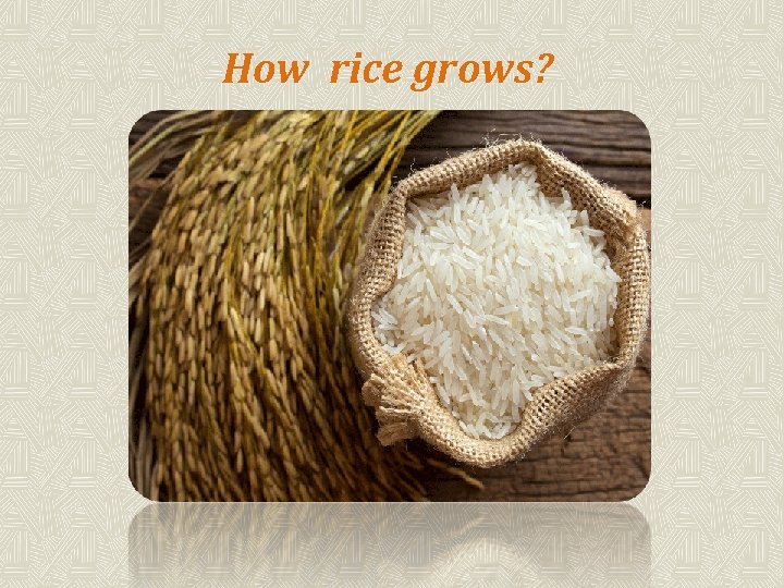 How rice grows? 