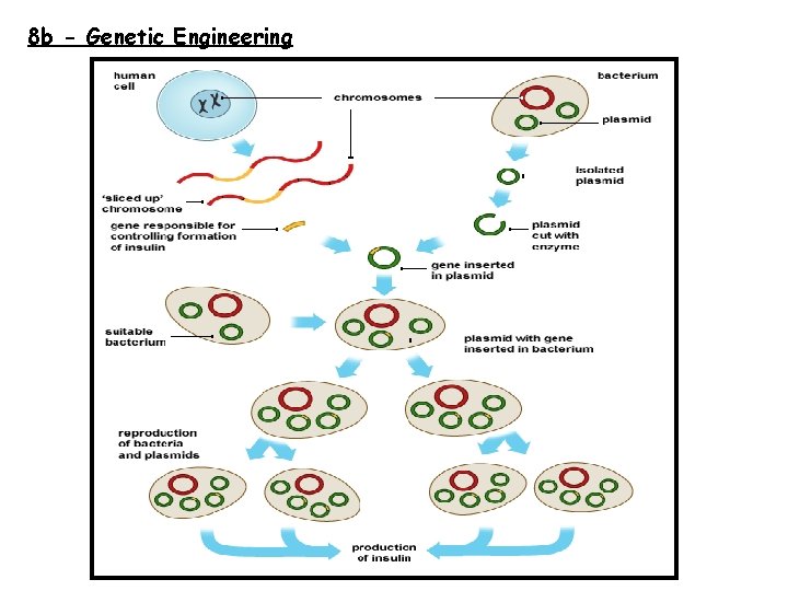 8 b - Genetic Engineering 
