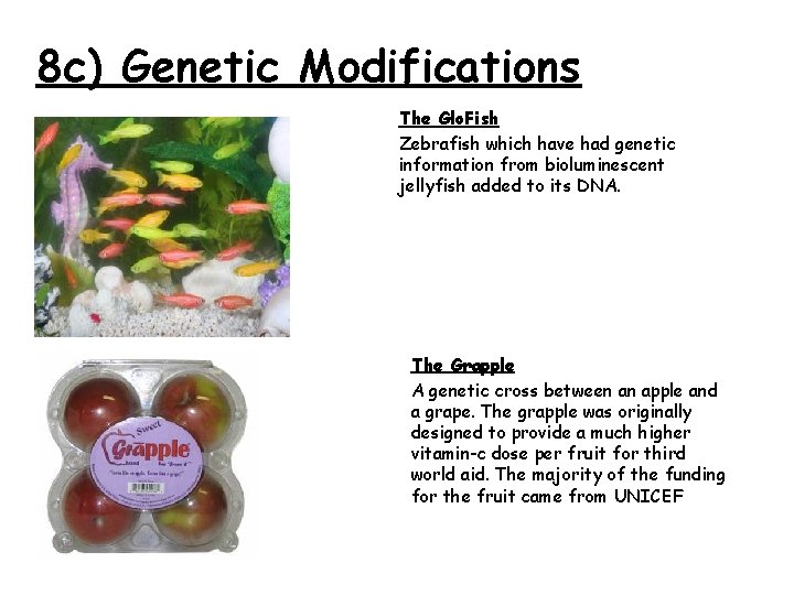8 c) Genetic Modifications The Glo. Fish Zebrafish which have had genetic information from
