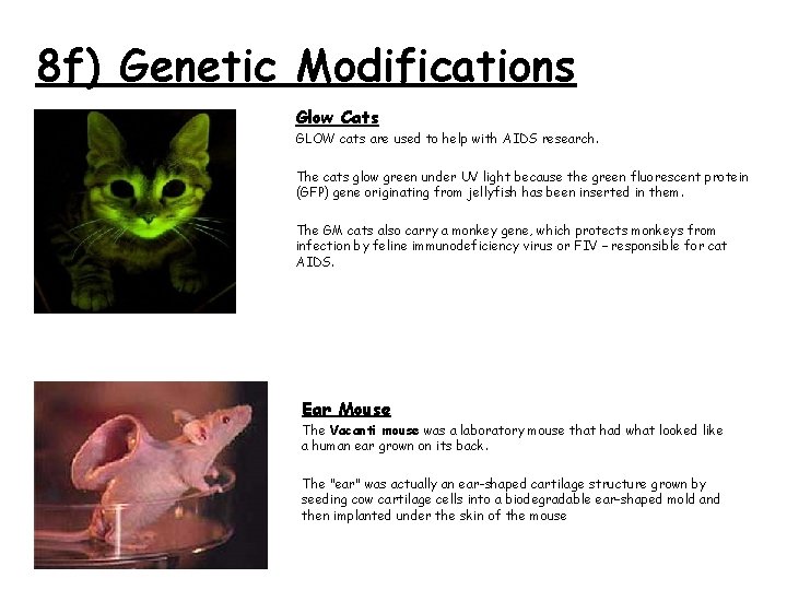 8 f) Genetic Modifications Glow Cats GLOW cats are used to help with AIDS