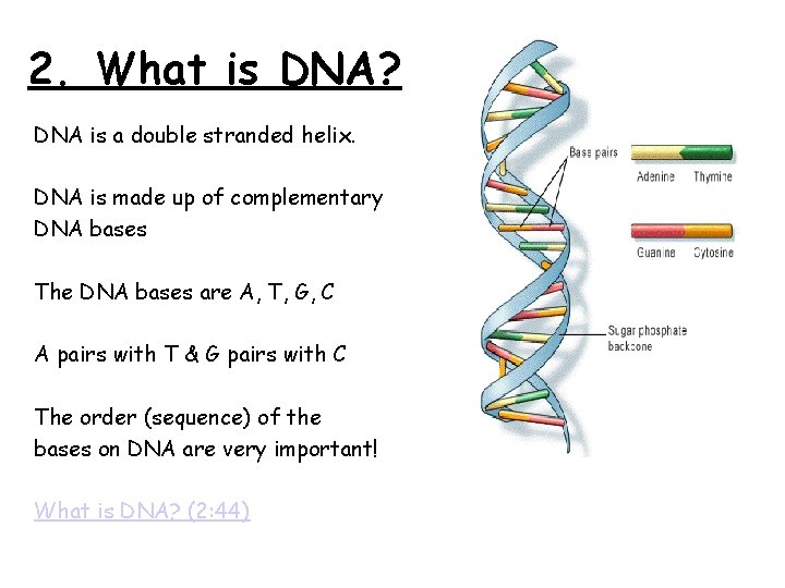 2. What is DNA? DNA is a double stranded helix. DNA is made up