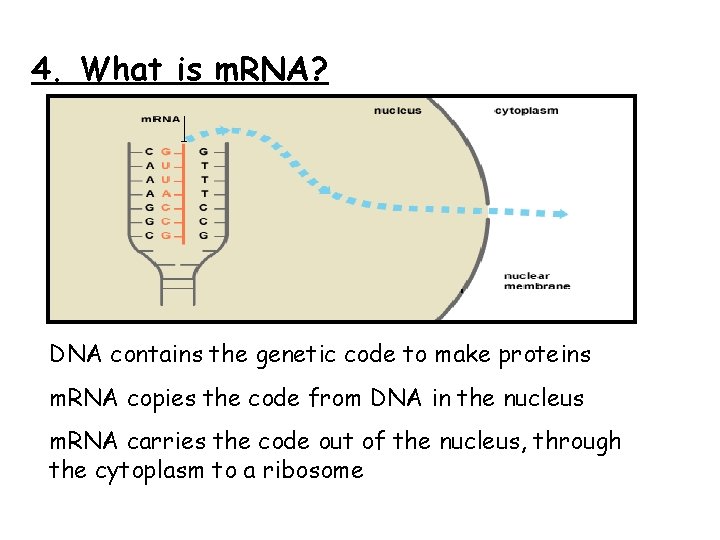 4. What is m. RNA? DNA contains the genetic code to make proteins m.
