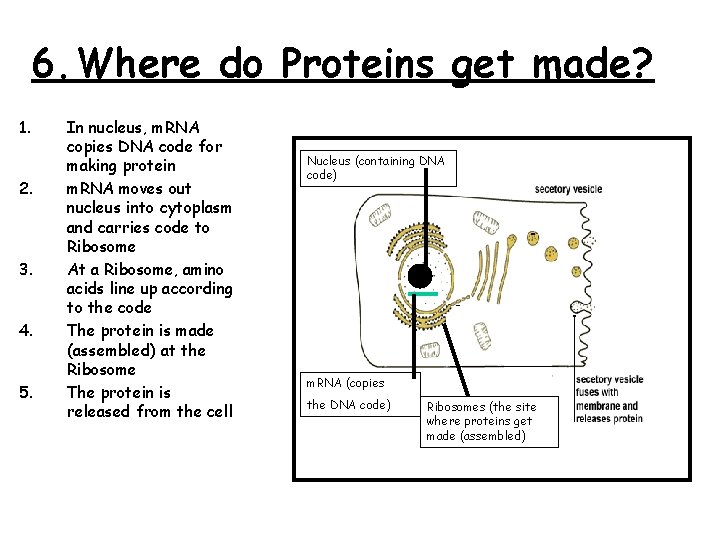 6. Where do Proteins get made? 1. 2. 3. 4. 5. In nucleus, m.
