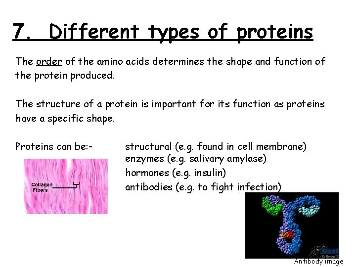 7. Different types of proteins The order of the amino acids determines the shape