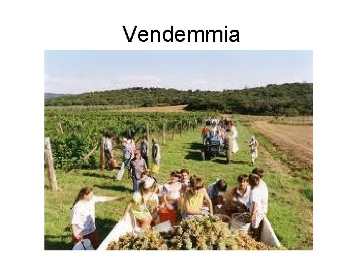 Vendemmia 