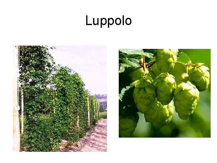 Luppolo 