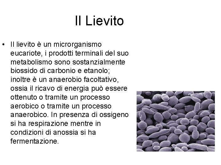 Il Lievito • Il lievito è un microrganismo eucariote, i prodotti terminali del suo