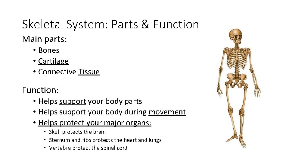 Skeletal System: Parts & Function Main parts: • Bones • Cartilage • Connective Tissue