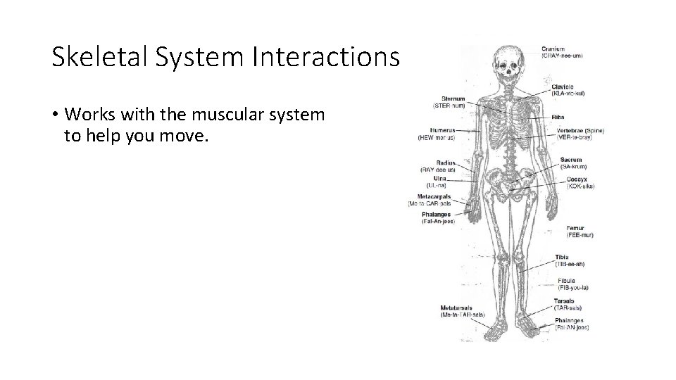 Skeletal System Interactions • Works with the muscular system to help you move. 