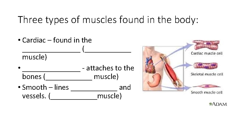 Three types of muscles found in the body: • Cardiac – found in the