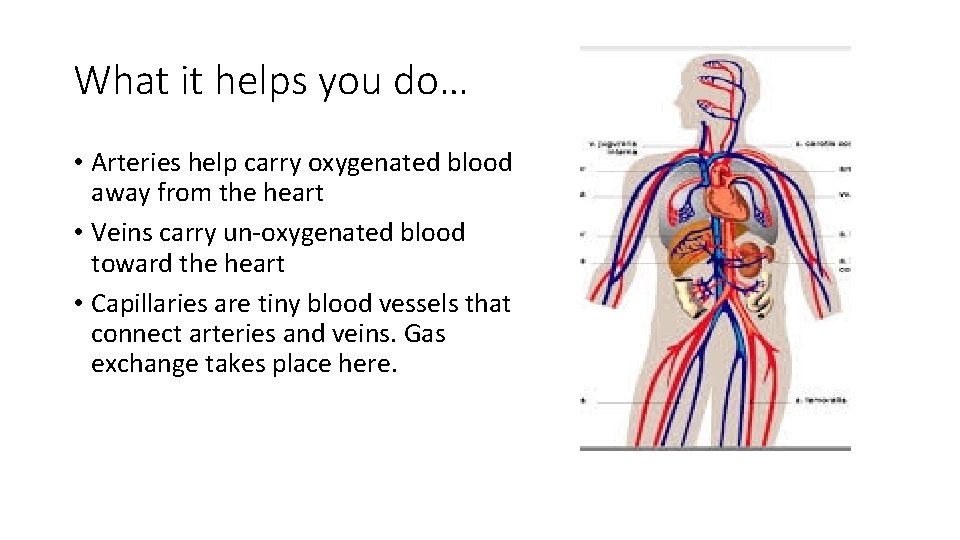What it helps you do… • Arteries help carry oxygenated blood away from the