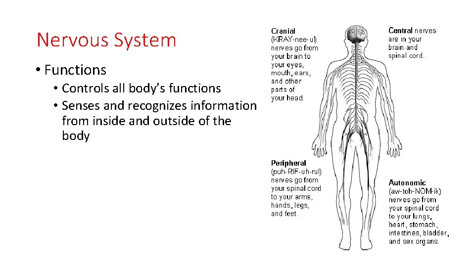 Nervous System • Functions • Controls all body’s functions • Senses and recognizes information