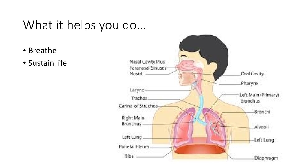 What it helps you do… • Breathe • Sustain life 