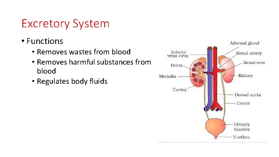 Excretory System • Functions • Removes wastes from blood • Removes harmful substances from