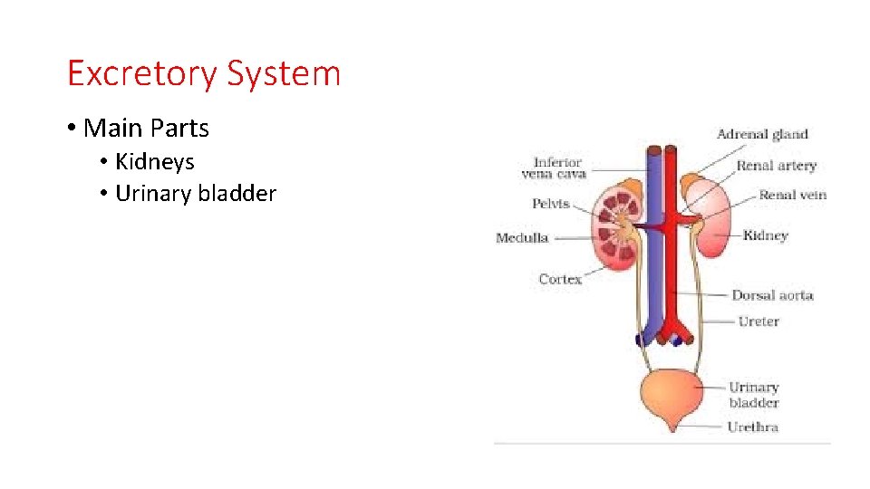 Excretory System • Main Parts • Kidneys • Urinary bladder 