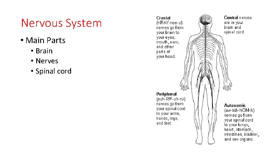 Nervous System • Main Parts • Brain • Nerves • Spinal cord 