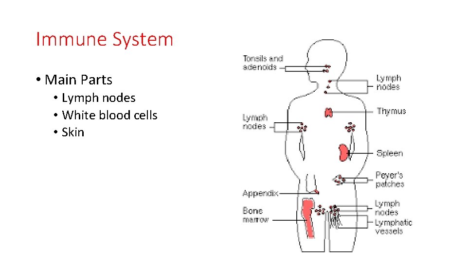 Immune System • Main Parts • Lymph nodes • White blood cells • Skin