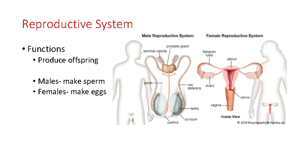Reproductive System • Functions • Produce offspring • Males- make sperm • Females- make