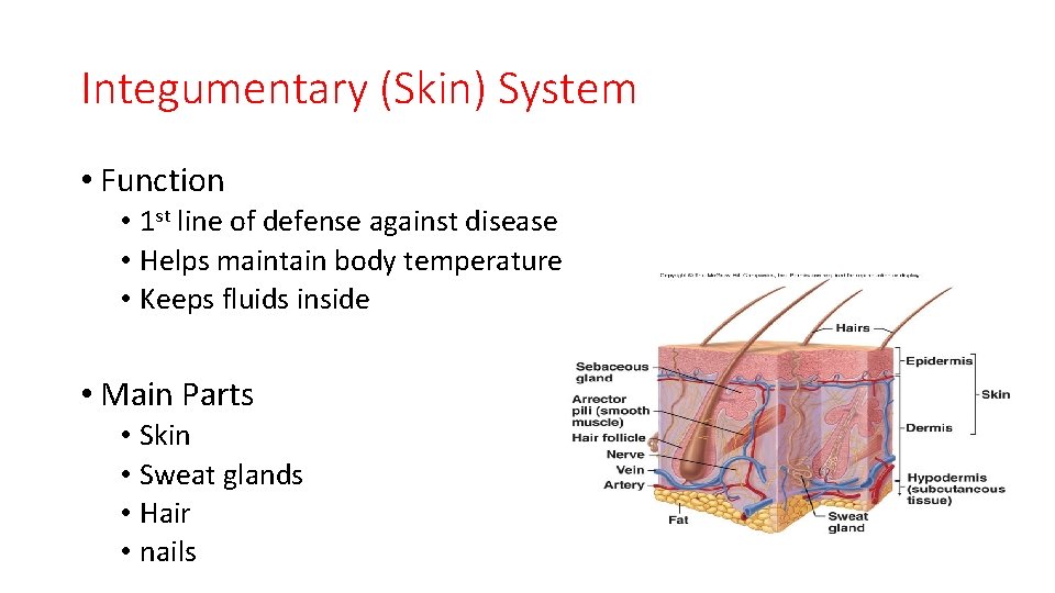 Integumentary (Skin) System • Function • 1 st line of defense against disease •