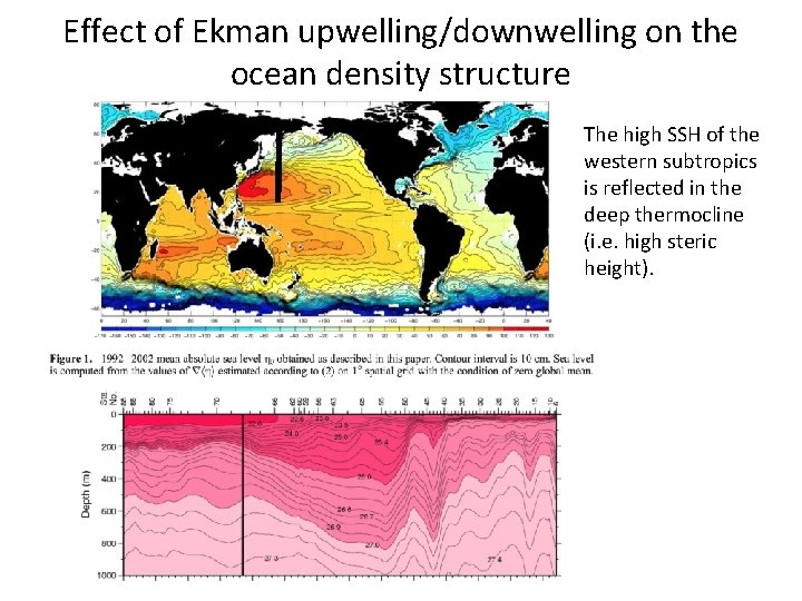 Effect of Ekman upwelling/downwelling on the ocean density structure The high SSH of the
