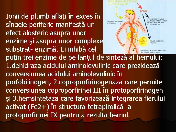 Ionii de plumb aflaţi în exces în sîngele periferic manifestă un efect alosteric asupra