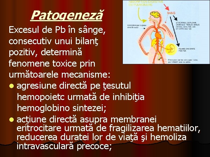 Patogeneză Excesul de Pb în sânge, consecutiv unui bilanţ pozitiv, determină fenomene toxice prin