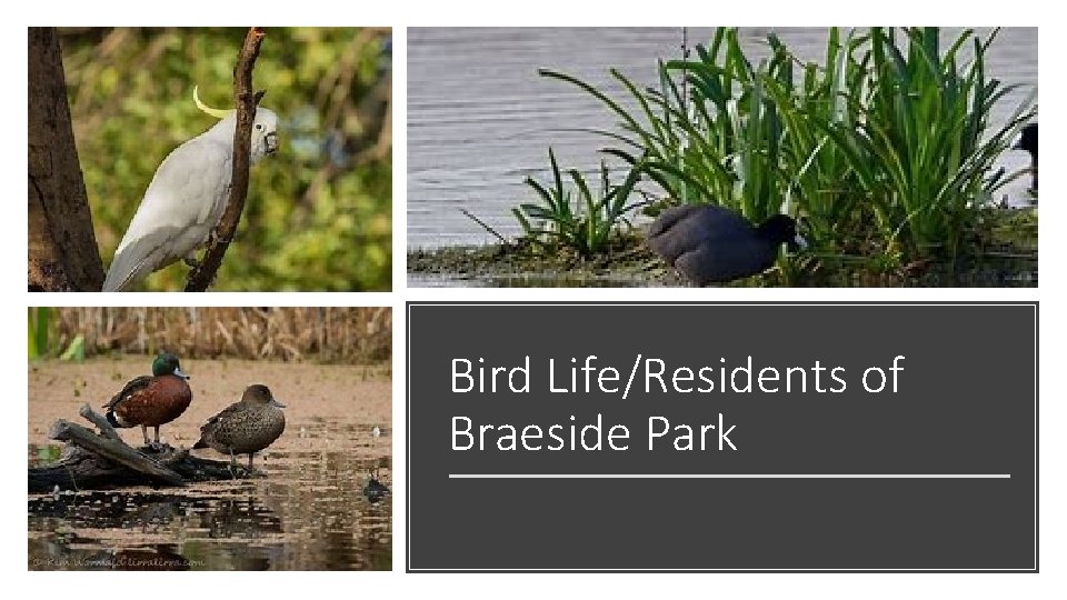 Bird Life/Residents of Braeside Park 