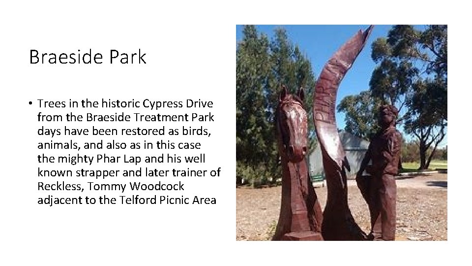 Braeside Park • Trees in the historic Cypress Drive from the Braeside Treatment Park