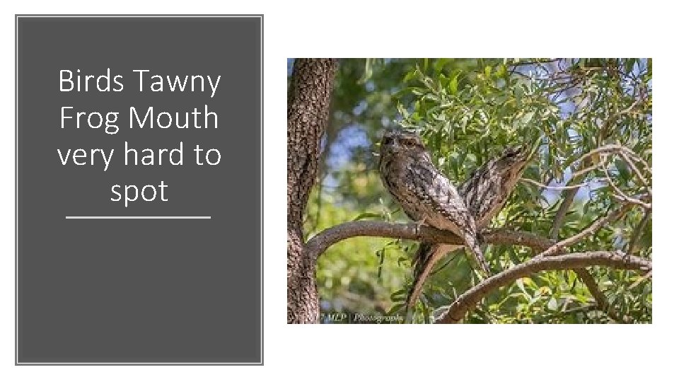 Birds Tawny Frog Mouth very hard to spot 