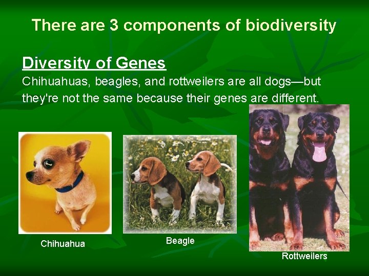 There are 3 components of biodiversity Diversity of Genes Chihuahuas, beagles, and rottweilers are