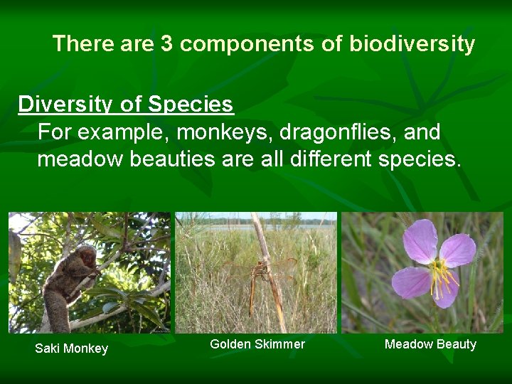 There are 3 components of biodiversity Diversity of Species For example, monkeys, dragonflies, and