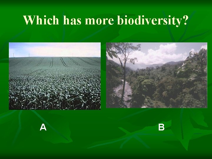 Which has more biodiversity? A B 