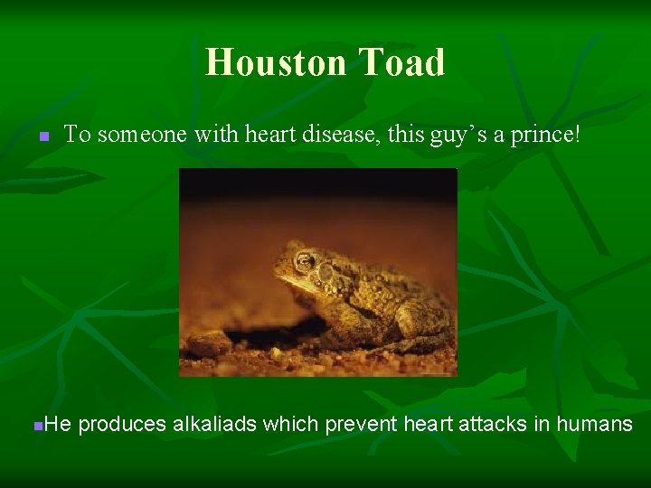 Houston Toad n To someone with heart disease, this guy’s a prince! He produces