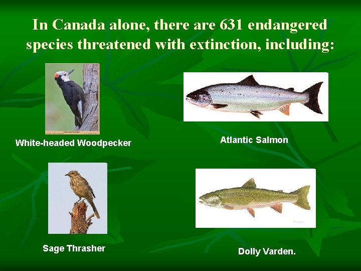 In Canada alone, there are 631 endangered species threatened with extinction, including: White-headed Woodpecker